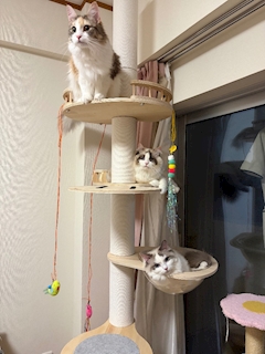 じゅな
