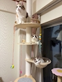 新着ブログ 🐈