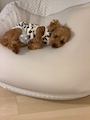 chiko