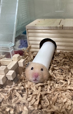 プロフィール写真1・りん｜CHEERS・チアーズ - 錦糸町のガールズバー