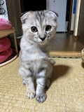 轟金剛