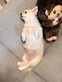 chiko