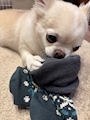 chiko