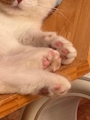 chiko