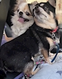 chiko