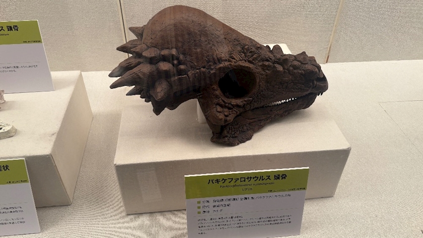 きき