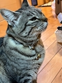 chiko