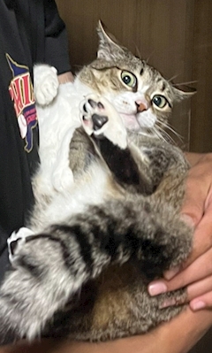 ミドリ