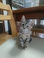 chiko