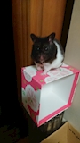 chiko