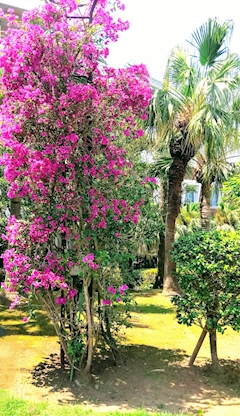 プロフィール写真15・✴️🌴✴️藤沢　雅✴️🌴✴️｜宮崎 キャバクラ・万葉