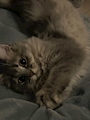 chiko