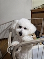 chiko