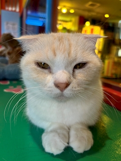 プロフィール写真1・もも|mooore・モーレ - 静岡 両替町のキャバクラ