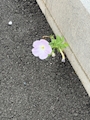 花虎の緒