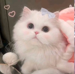 プロフィール写真1・りりか｜ART・アート - 町田のキャバクラ
