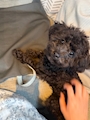 新着ブログ 🐶🍼