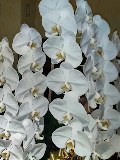 プロフィール写真1・さや｜CLUB RICH・リッチ - 祇園のラウンジ/クラブ