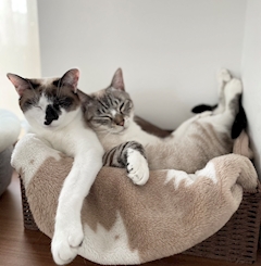 ナノ㌨「🐈」