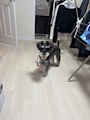 chiko