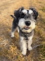 chiko