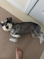 chiko