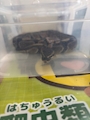 chiko
