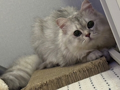 ‪🐈‍⬛ Maki 🐾‪