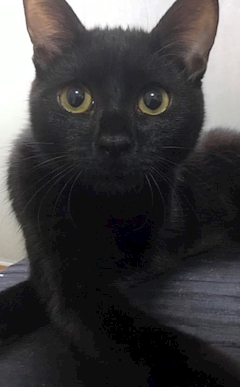 プロフィール写真4・‪🐈‍⬛ Maki 🐾‪｜ARTEMIS・アルテミス - 川崎駅前のパブ/スナック