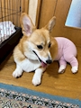 chiko
