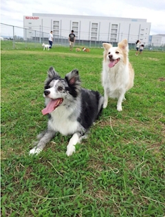プロフィール写真8・ともまねちゃん🐶🐾Jemelli｜Jemelli due・ジェメリドゥ - 東心斎橋のラウンジ/クラブ