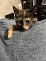 chiko