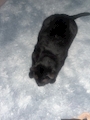 chiko
