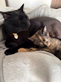 chiko