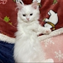chiko