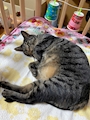 chiko