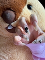 chiko