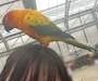 chiko