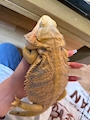 chiko