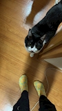 chiko