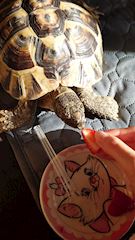 新着ブログ いちごー！