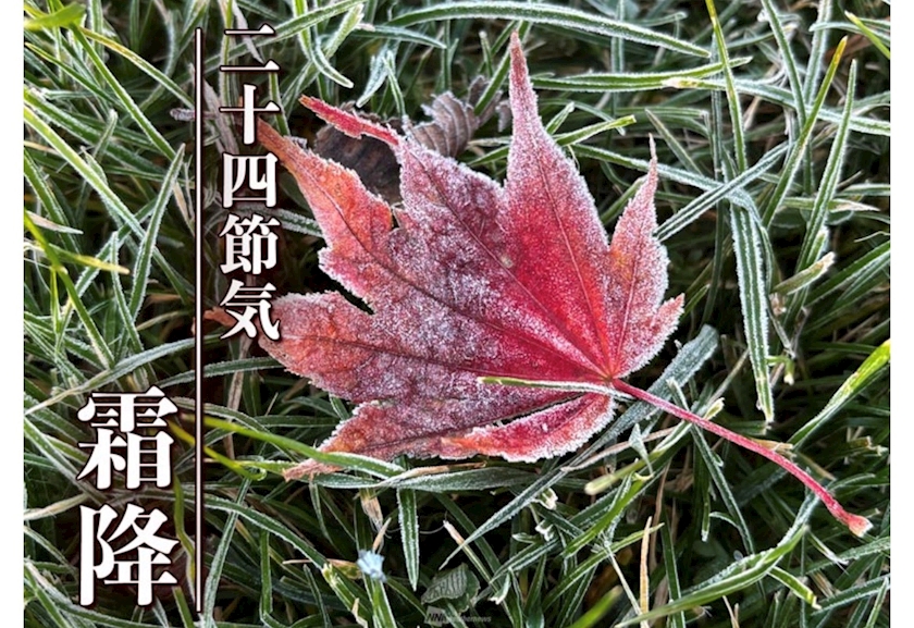 篠咲 のあ