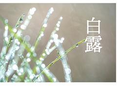 篠咲 のあ