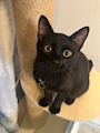 新着ブログ 🐈⬛