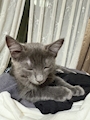 chiko