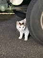 chiko