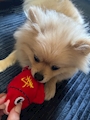 chiko