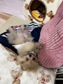 chiko