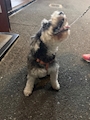 chiko