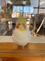 chiko